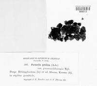 Xanthoparmelia pulla image